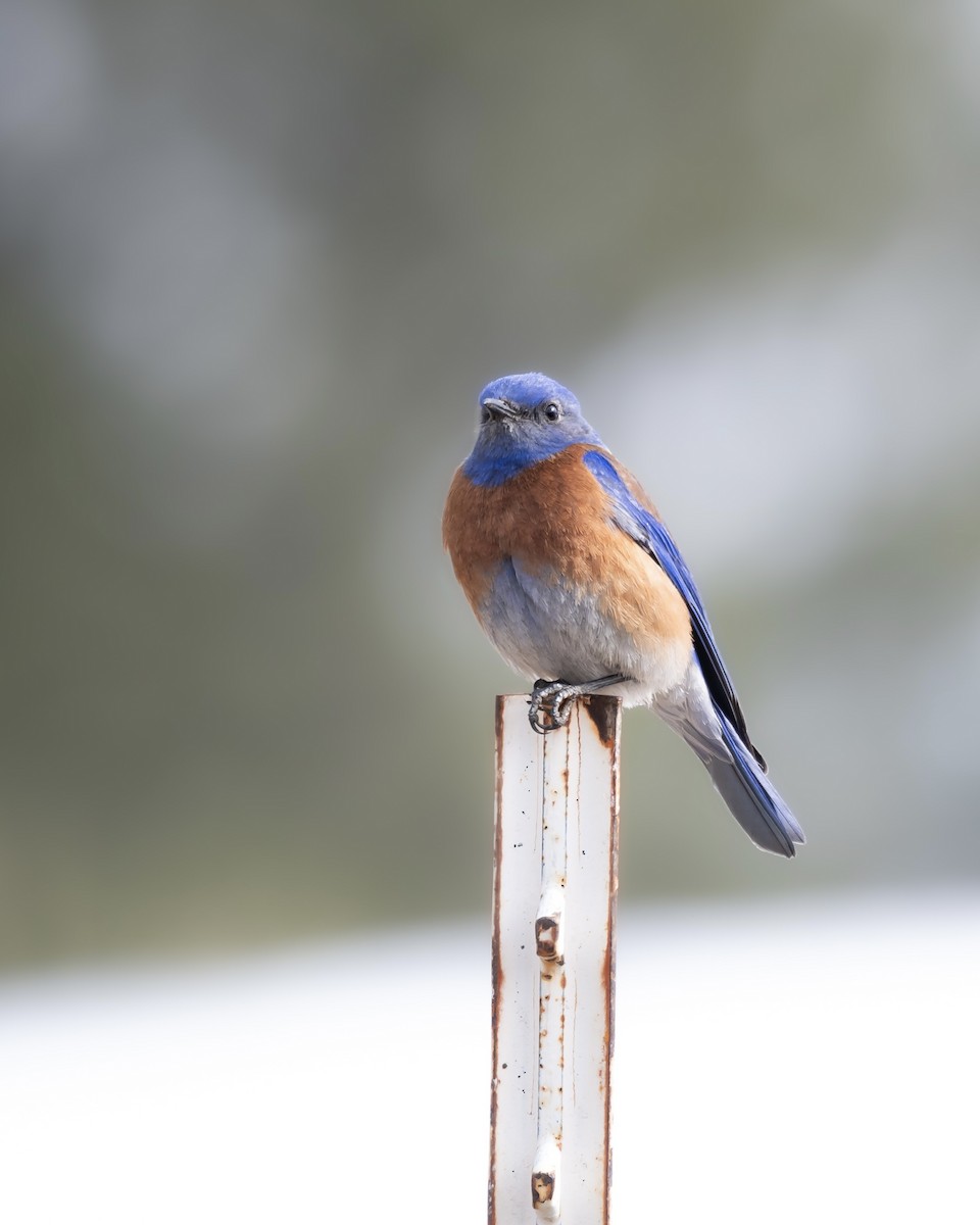 Western Bluebird - Hannah Criswell