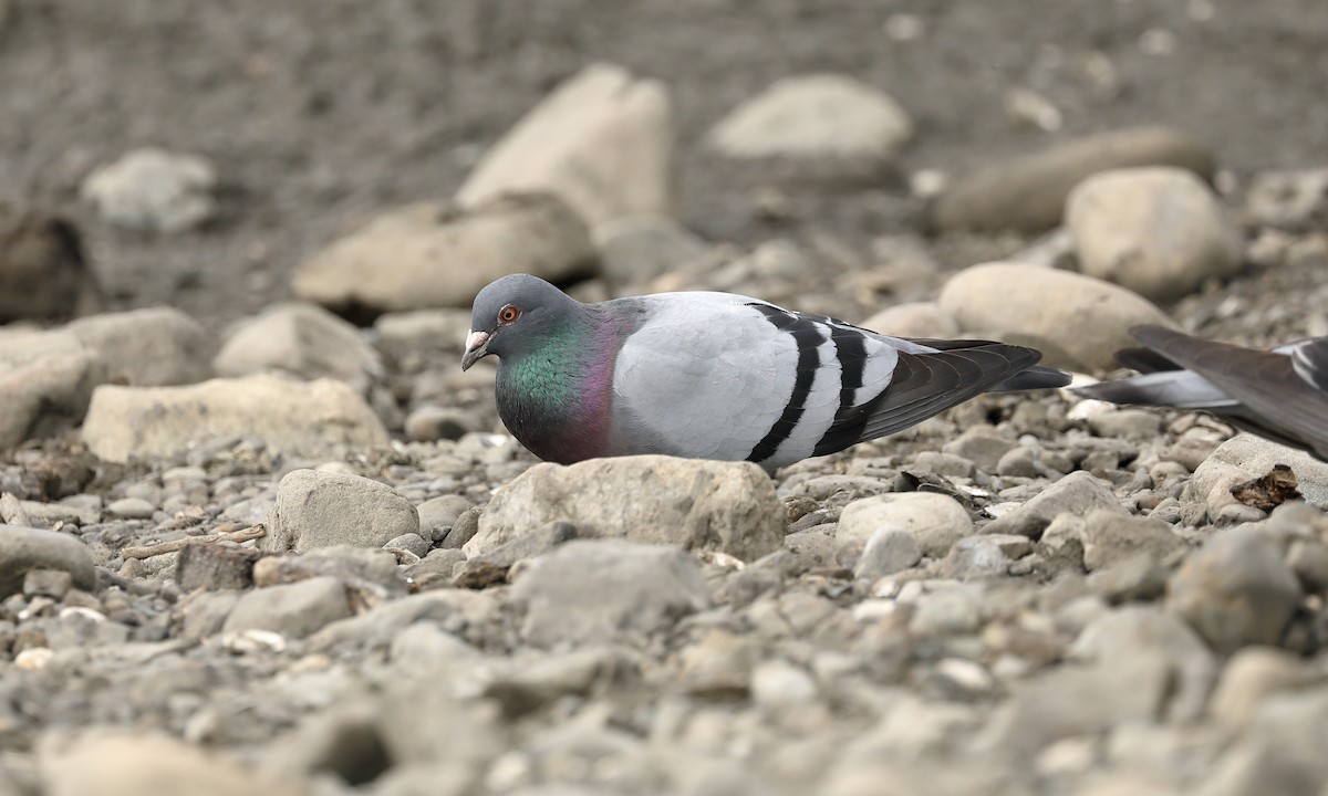 Rock Pigeon (Feral Pigeon) - ML616707892