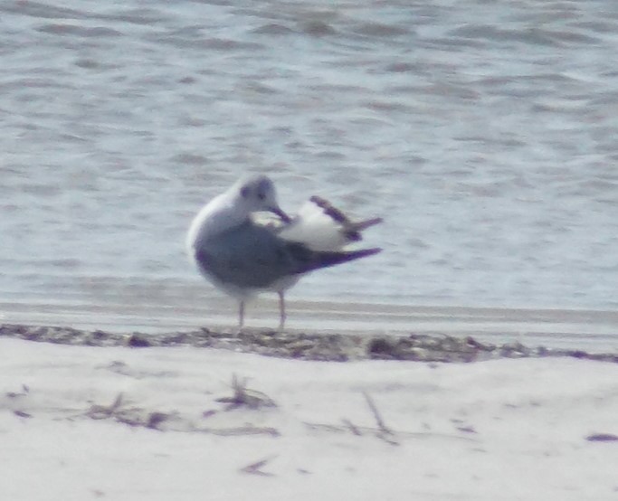 Bonaparte's Gull - Mark Ross