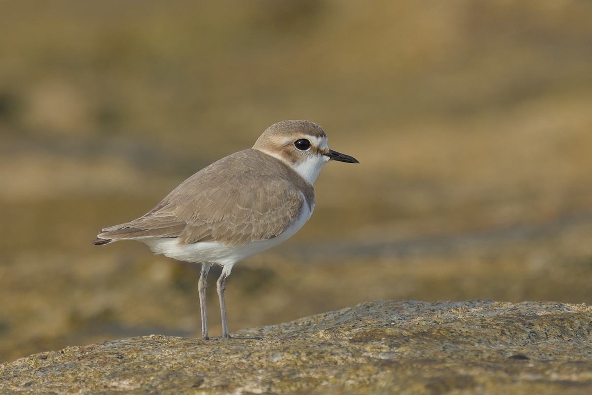 Kentish Plover - ML616707945