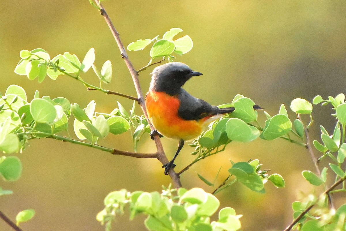 Small Minivet - ML616707947