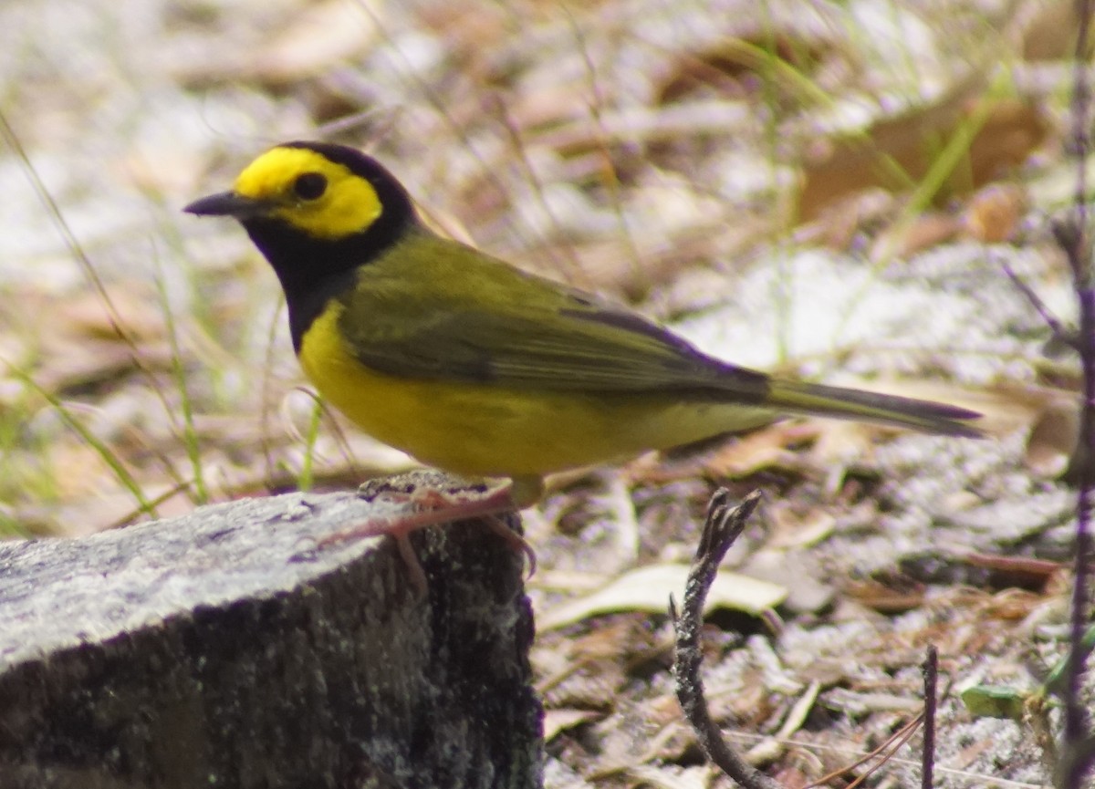 Hooded Warbler - Mark Ross