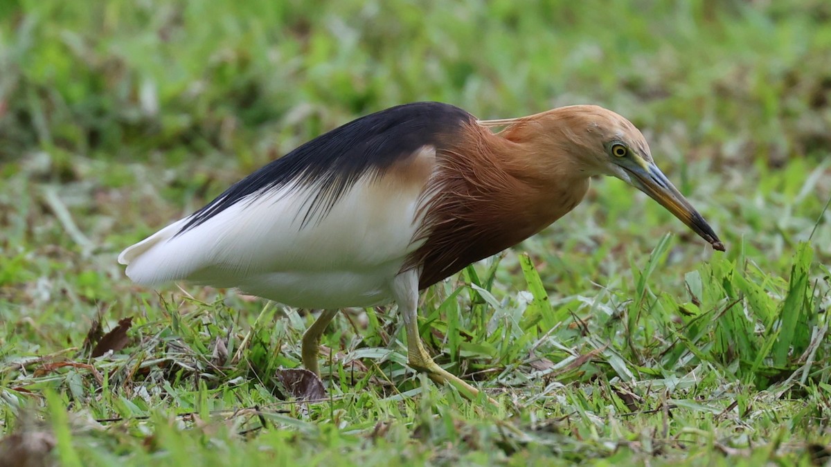 Javan Pond-Heron - ML616707989