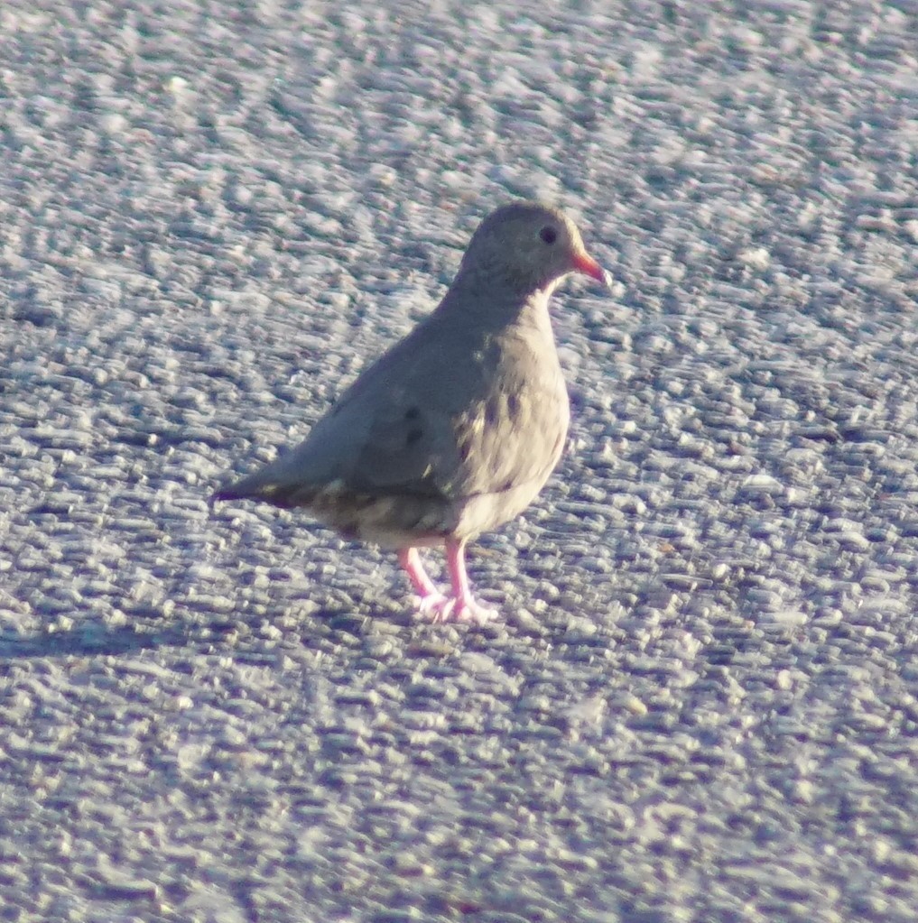 Common Ground Dove - Mark Ross