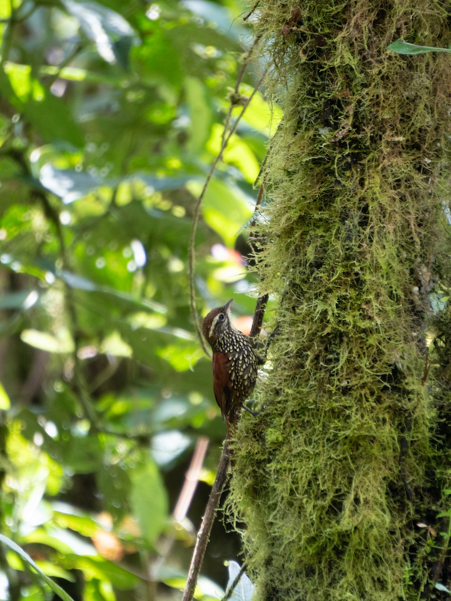 Pearled Treerunner - ML616708007
