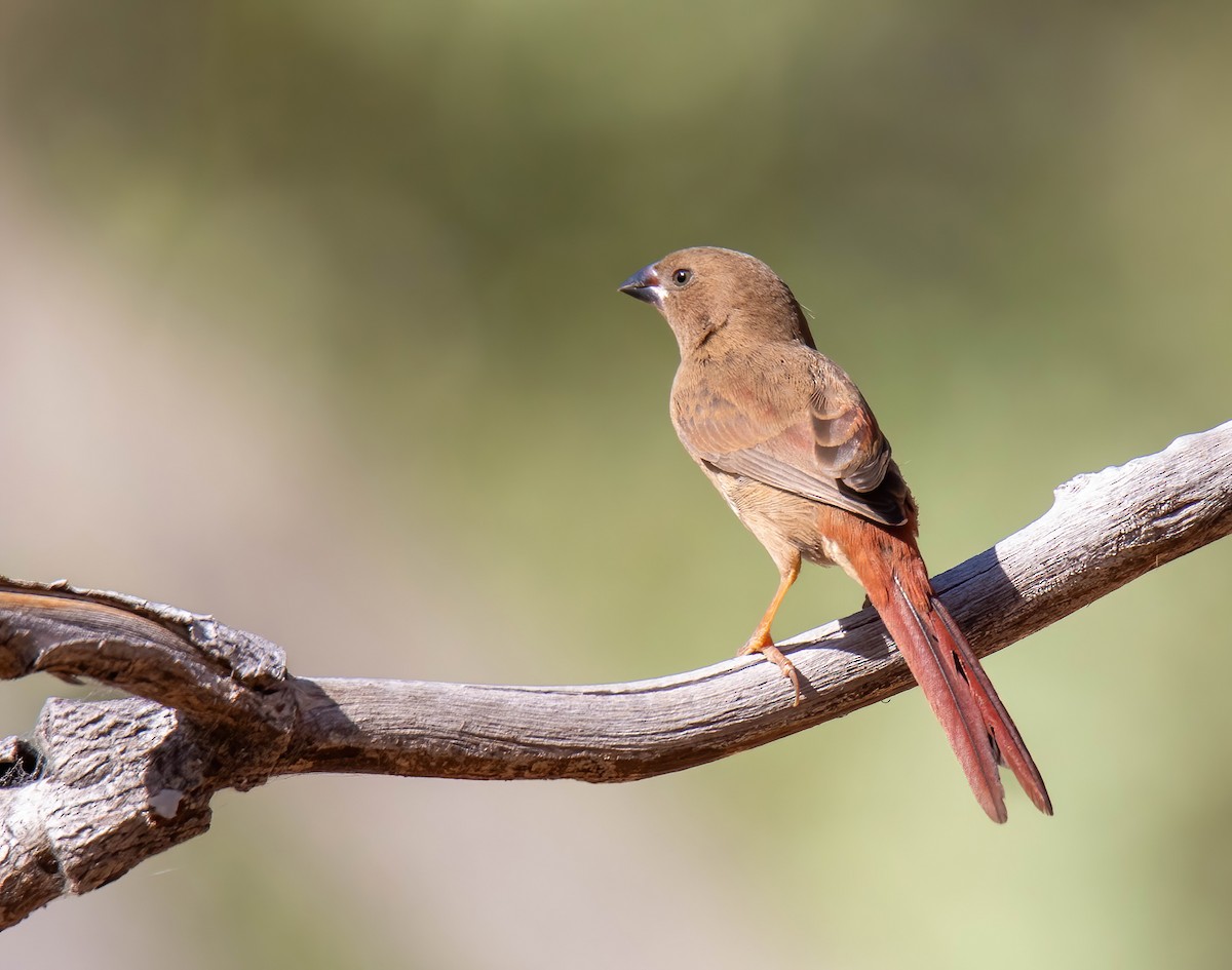 Crimson Finch - ML616708020