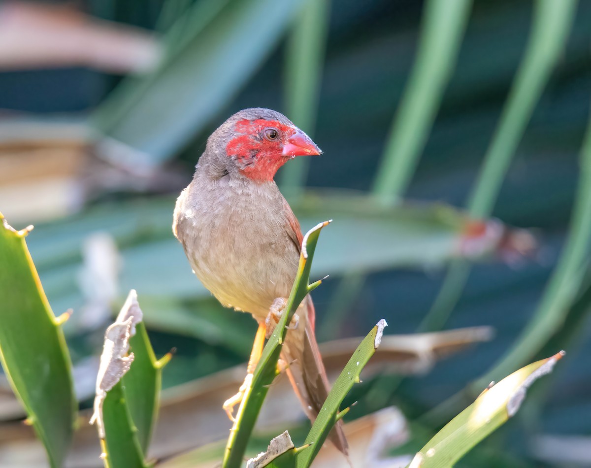 Crimson Finch - ML616708085