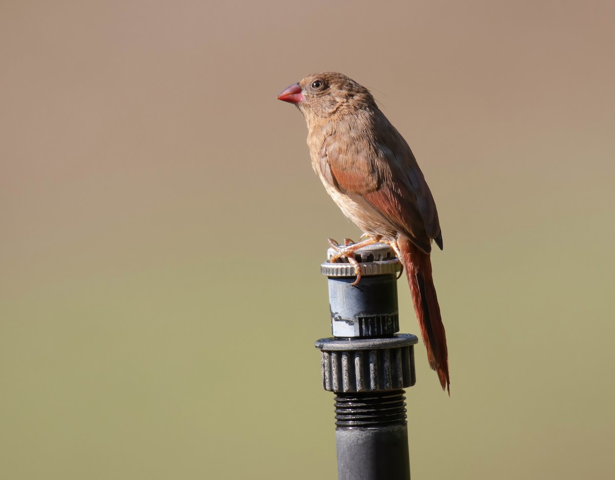 Crimson Finch - ML616708092