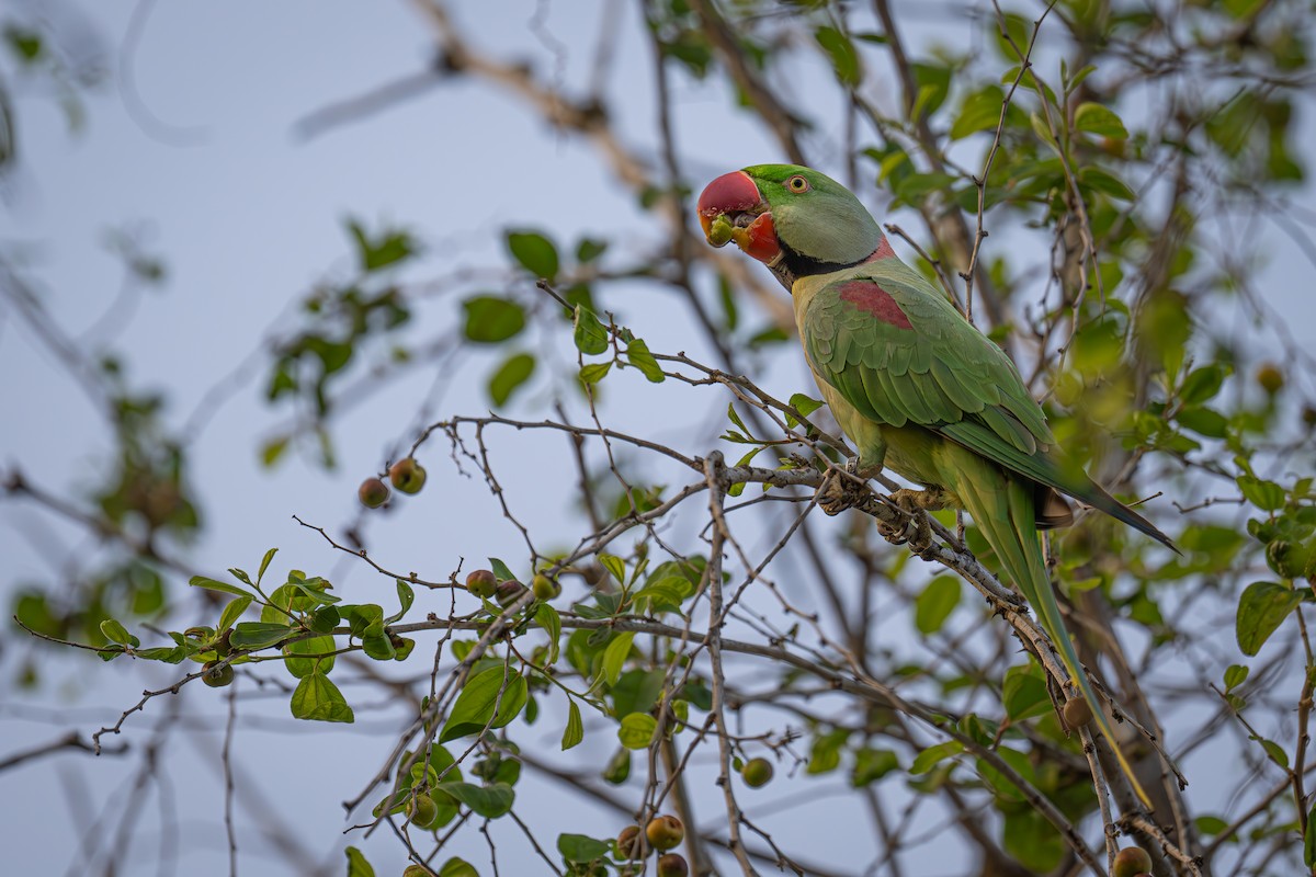 Alexandrine Parakeet - ML616708103