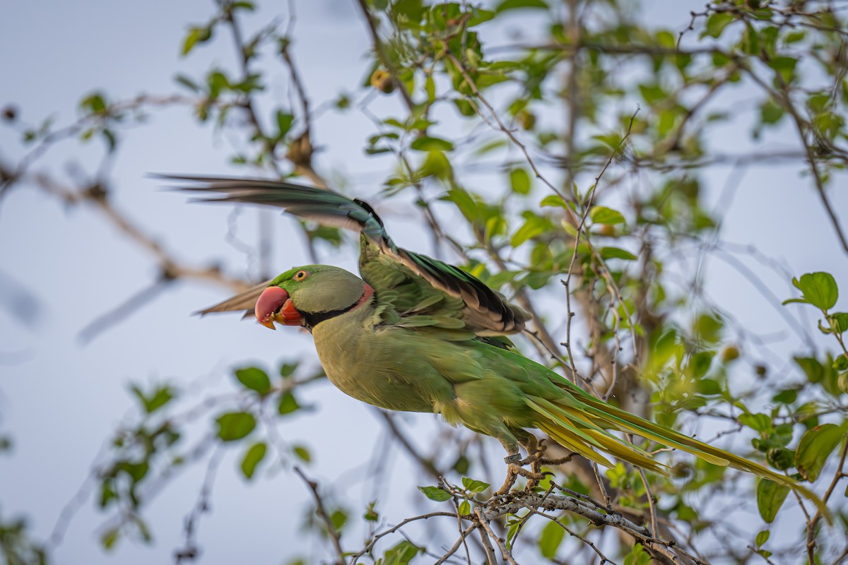 Alexandrine Parakeet - ML616708107