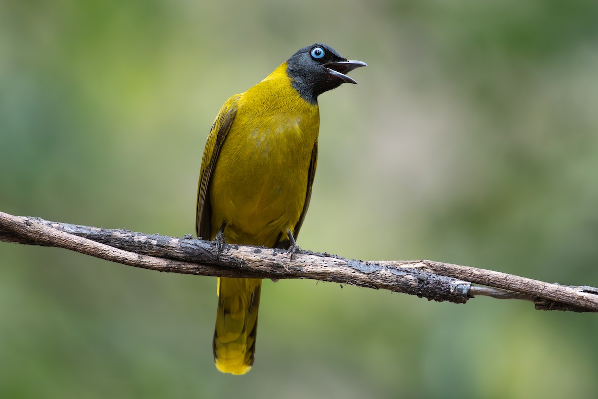 Black-headed Bulbul - ML616708110