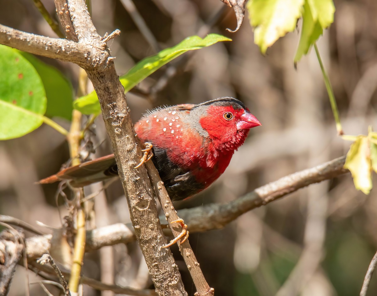 Crimson Finch - ML616708142