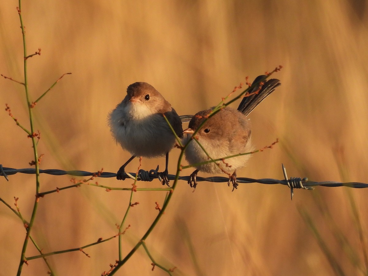 White-winged Fairywren - Robert Boehm