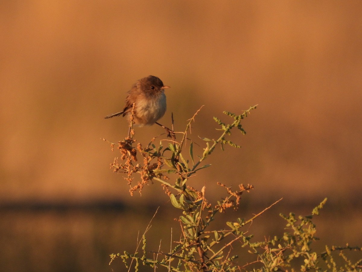 White-winged Fairywren - Robert Boehm