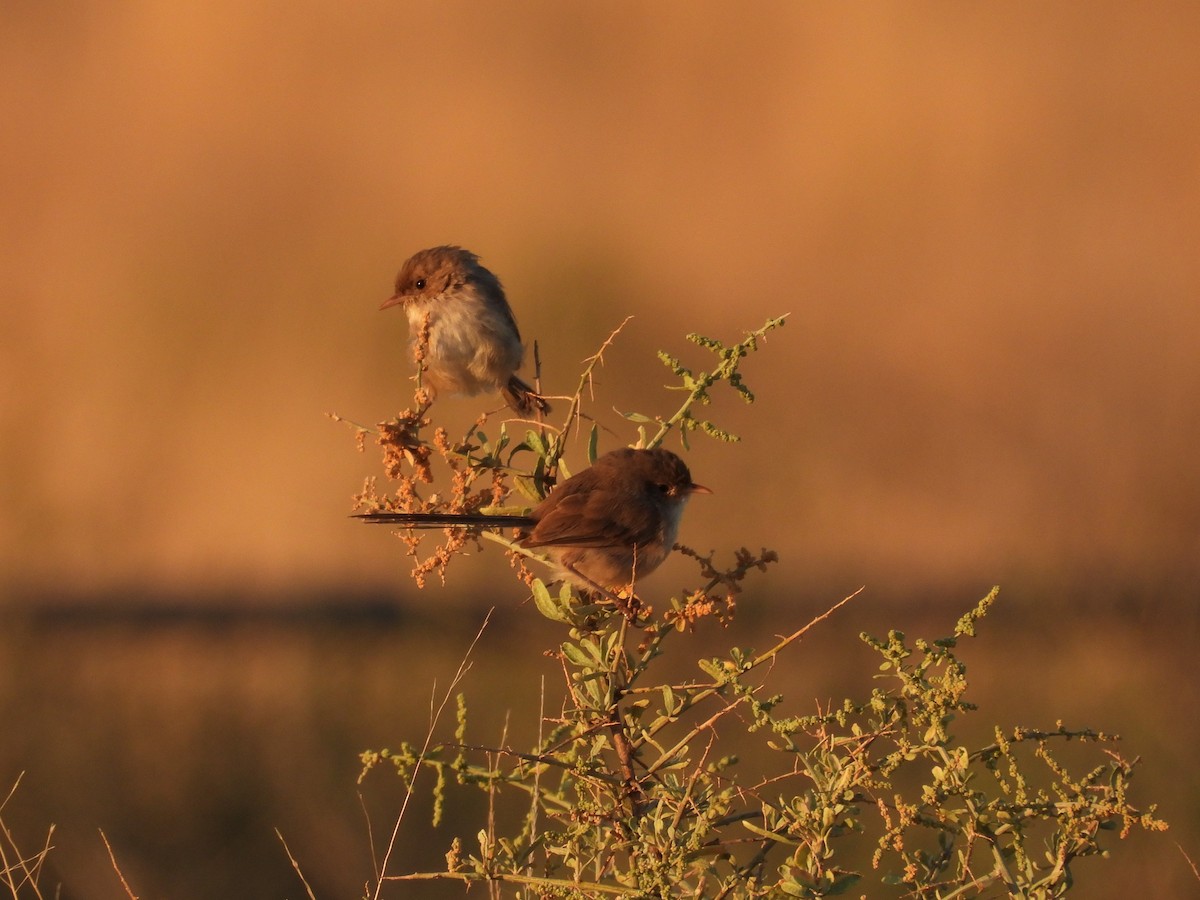 White-winged Fairywren - Robert Boehm