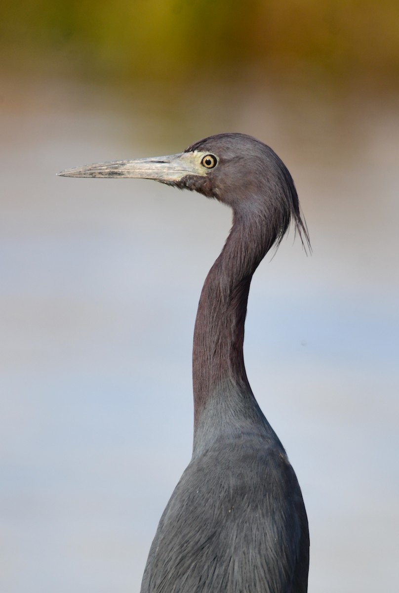 Little Blue Heron - Chaiby Leiman