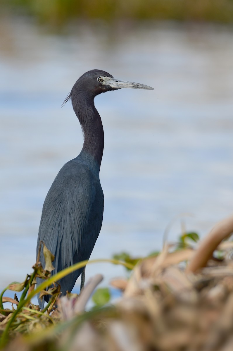 Little Blue Heron - ML616708206