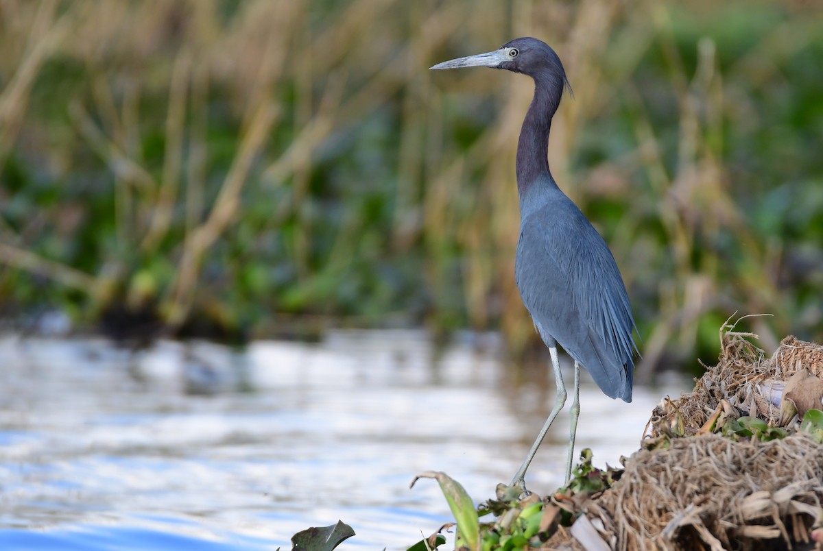 Little Blue Heron - Chaiby Leiman