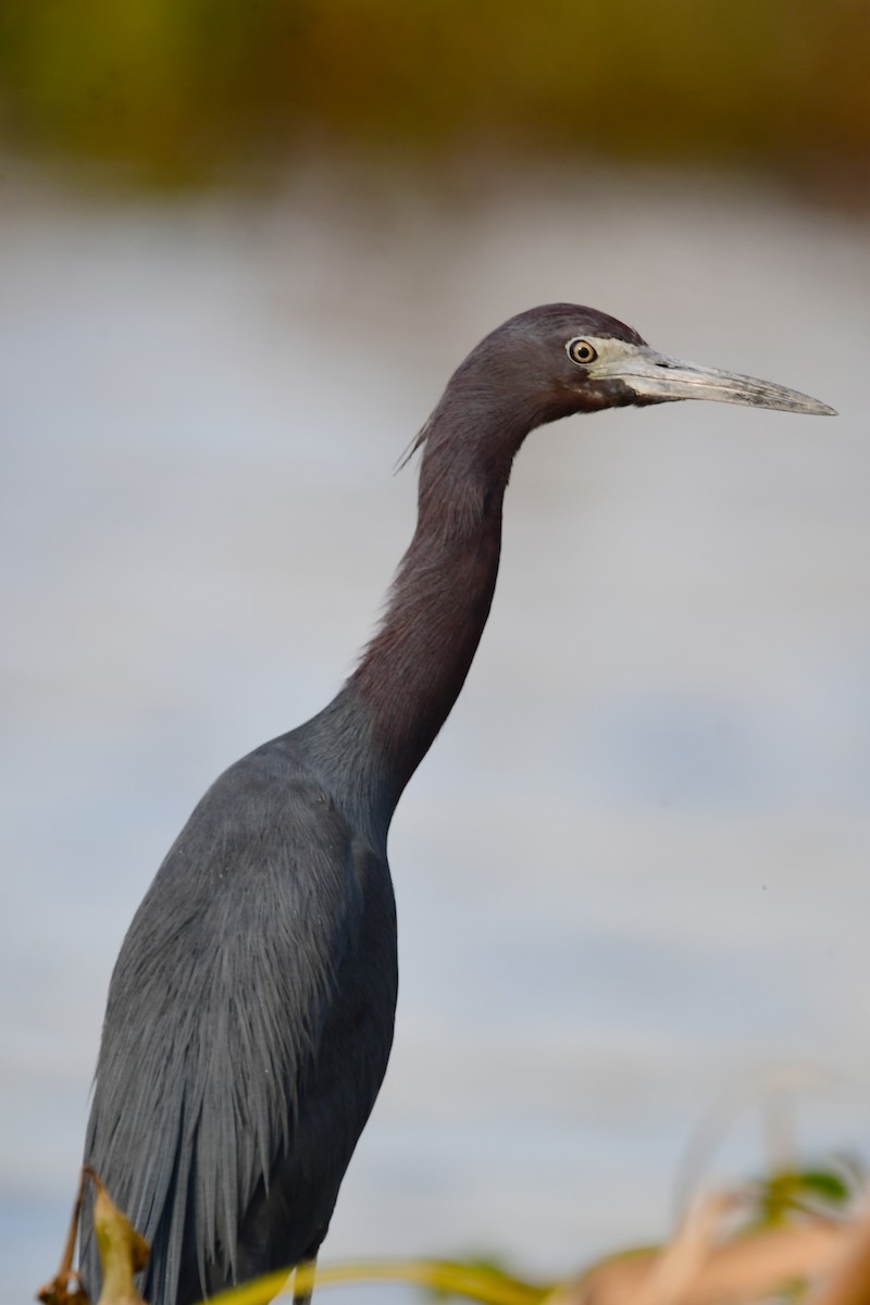 Little Blue Heron - ML616708208