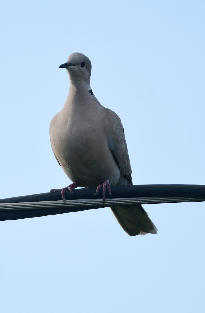 Eurasian Collared-Dove - Chaiby Leiman