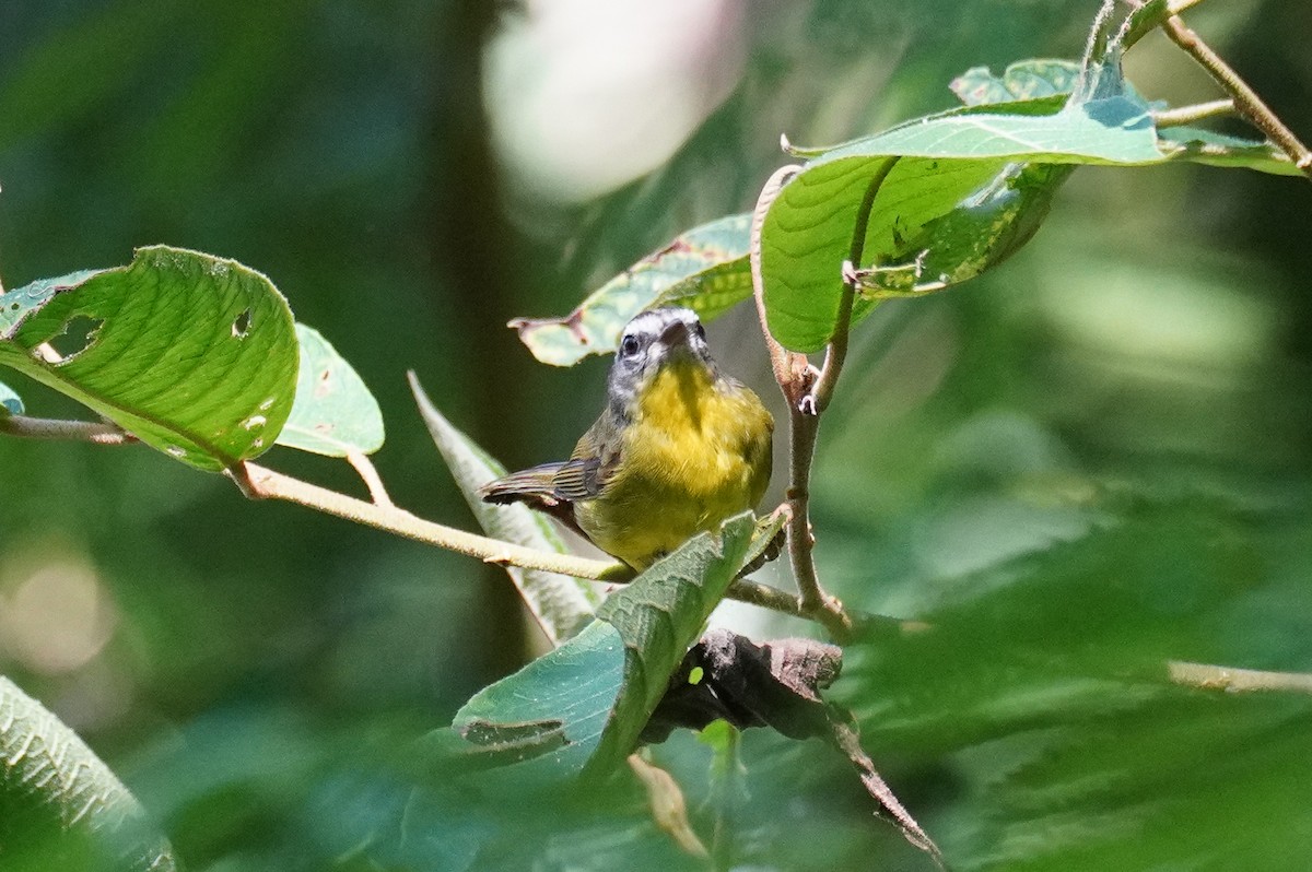 Golden-crowned Warbler - ML616708217