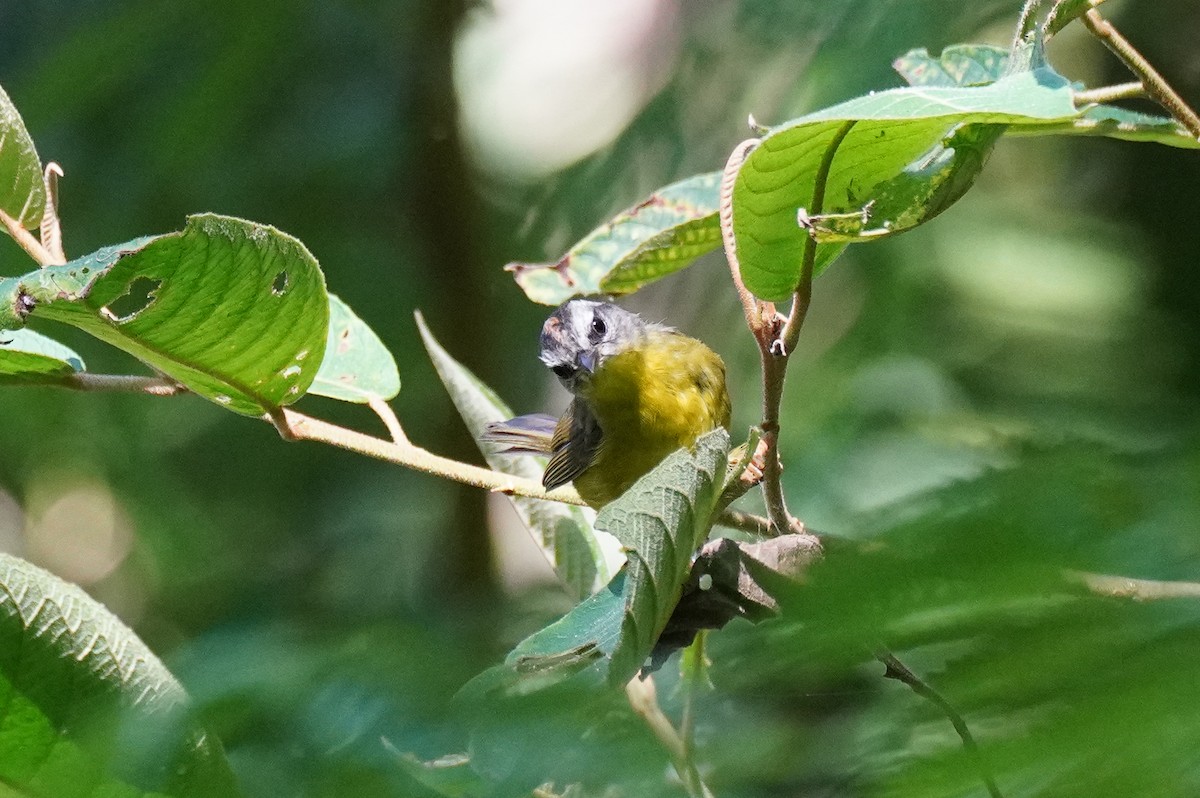 Golden-crowned Warbler - ML616708225