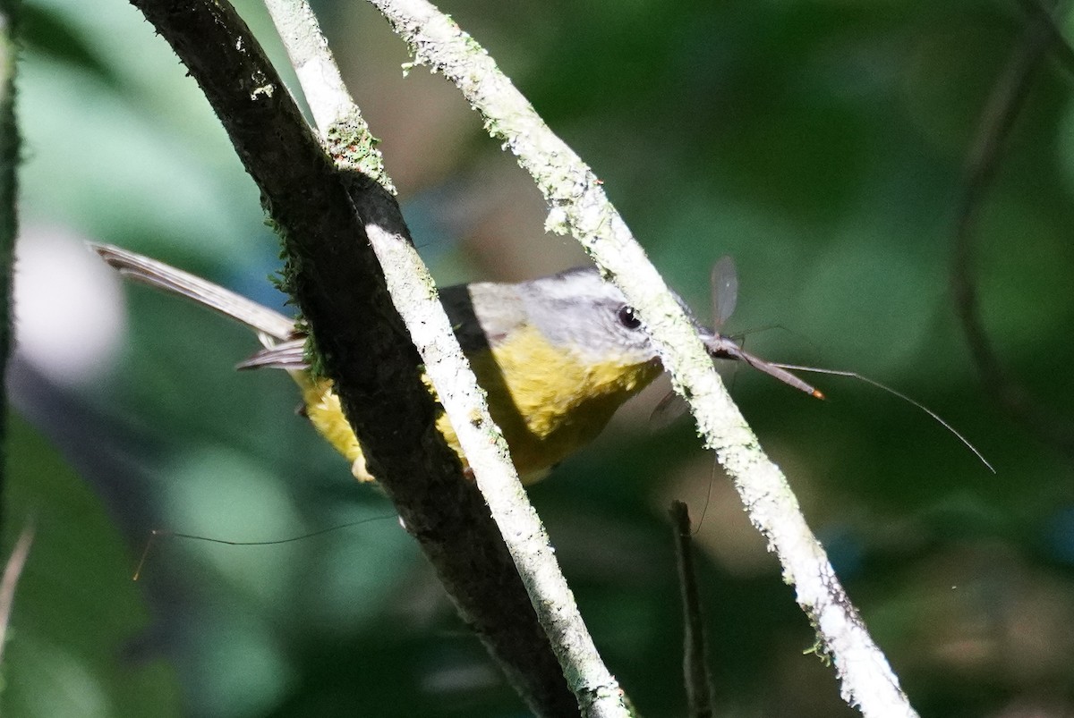 Golden-crowned Warbler - ML616708229