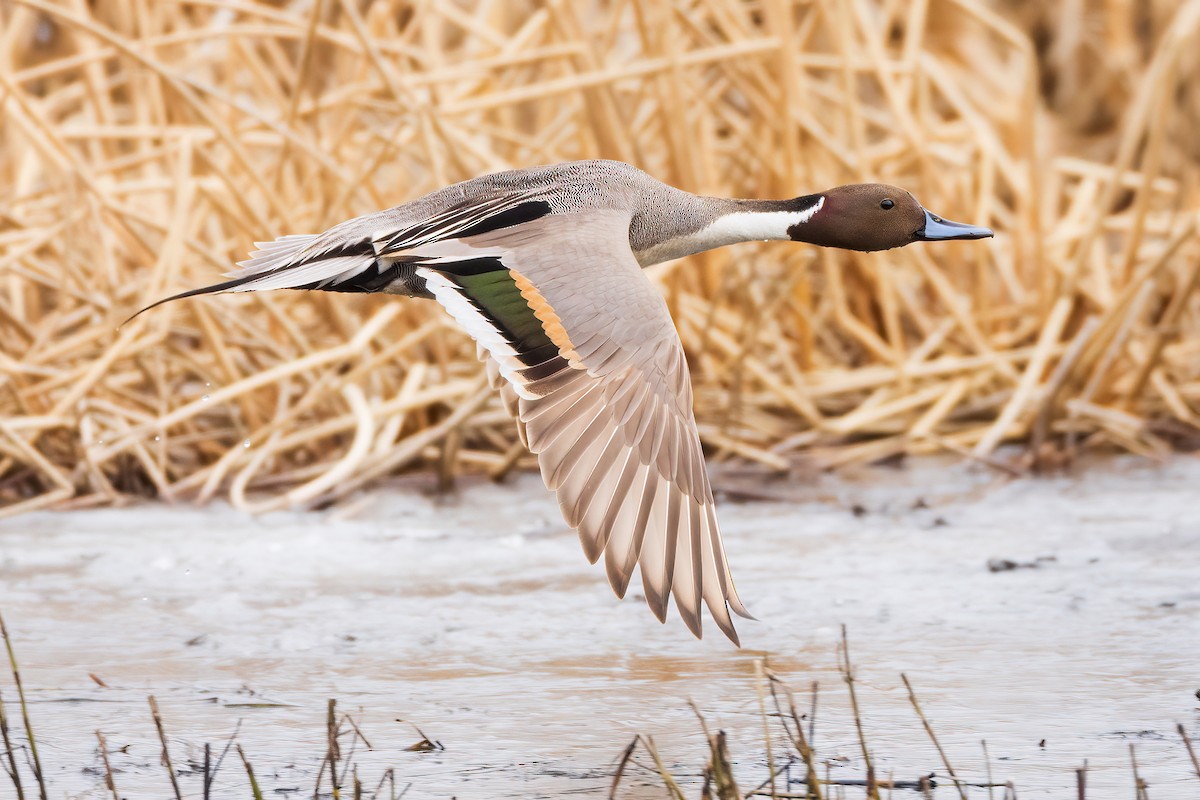 Northern Pintail - ML616708244