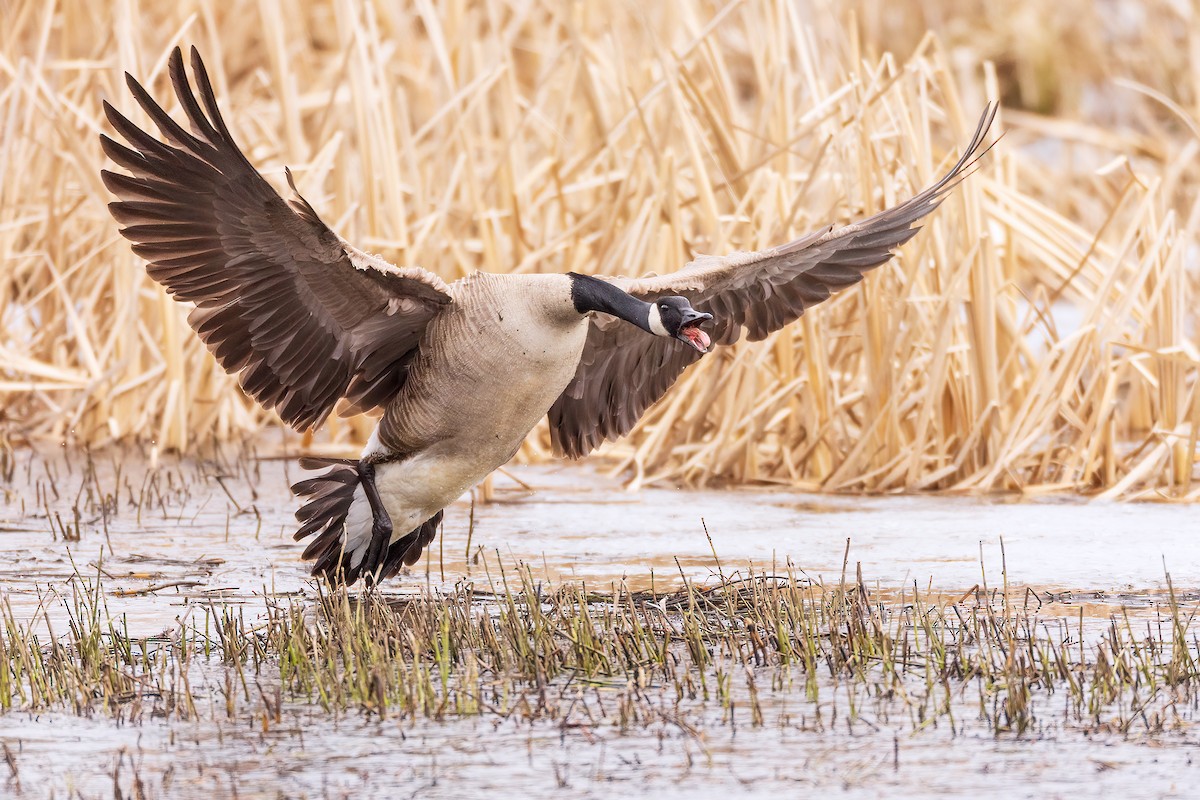 Canada Goose - ML616708249