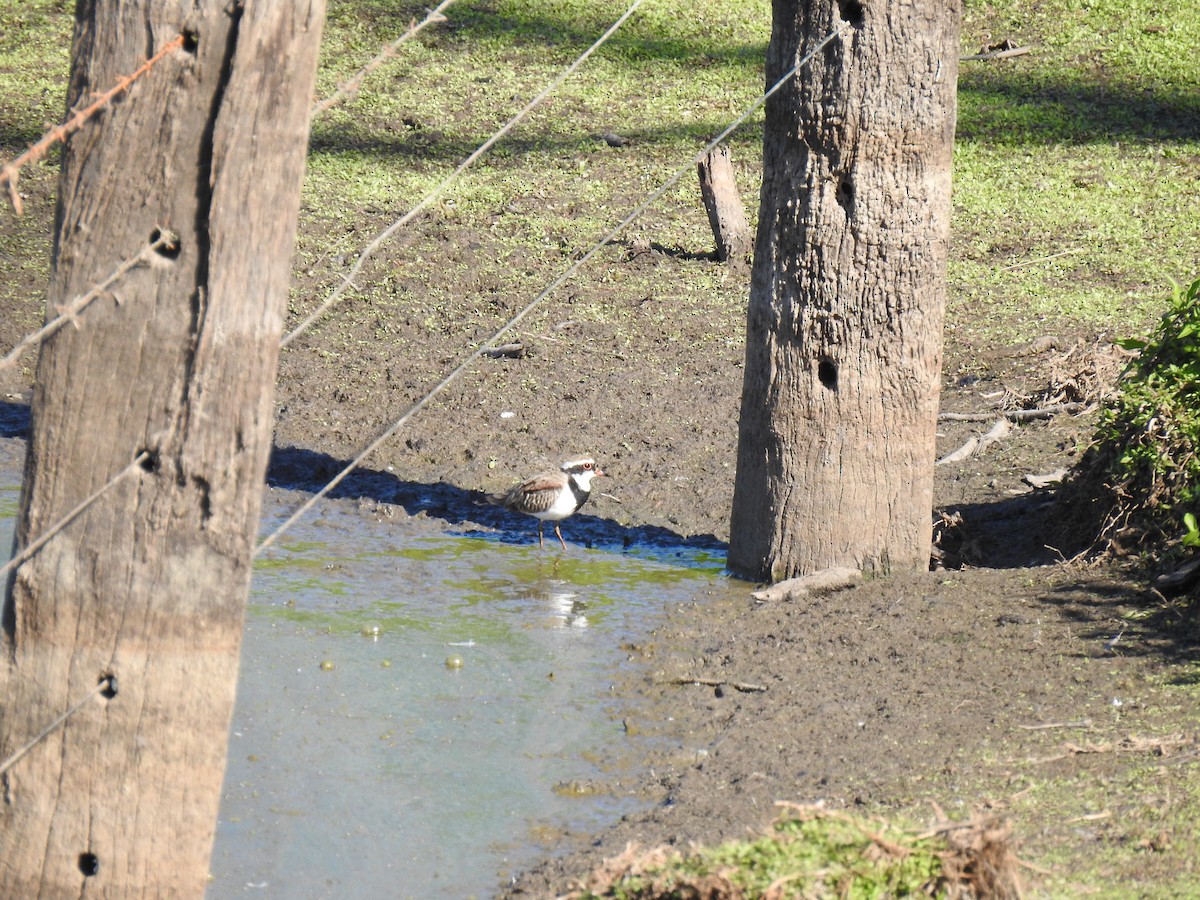 Black-fronted Dotterel - ML616708334