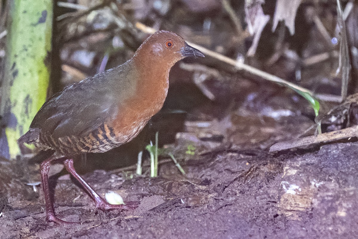 Black-banded Crake - ML616708342