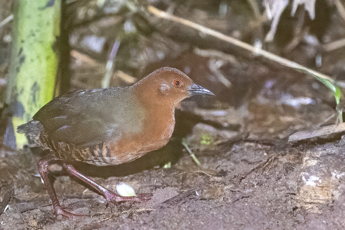 Black-banded Crake - ML616708344