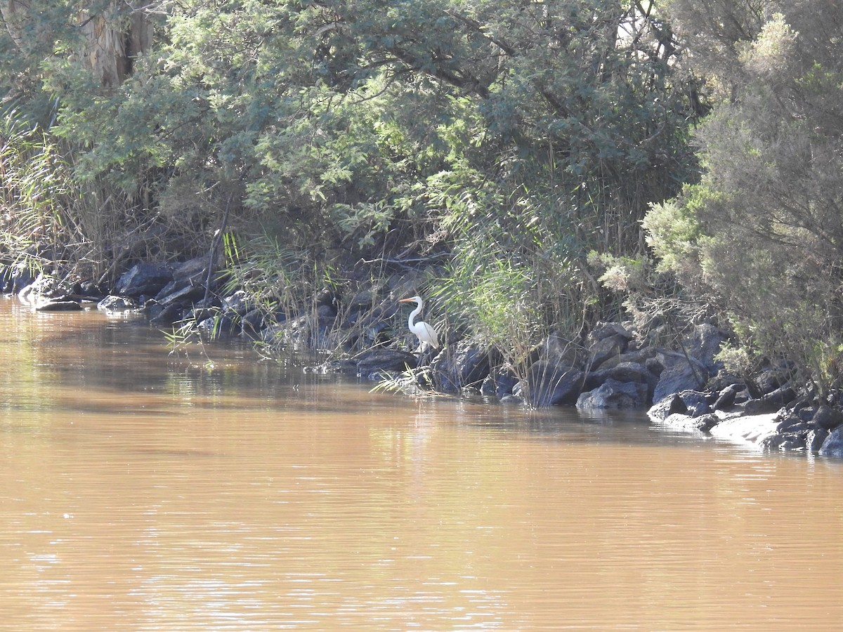 Great Egret - sharon dodd