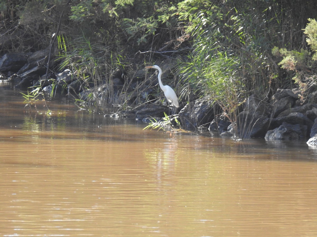 Great Egret - sharon dodd