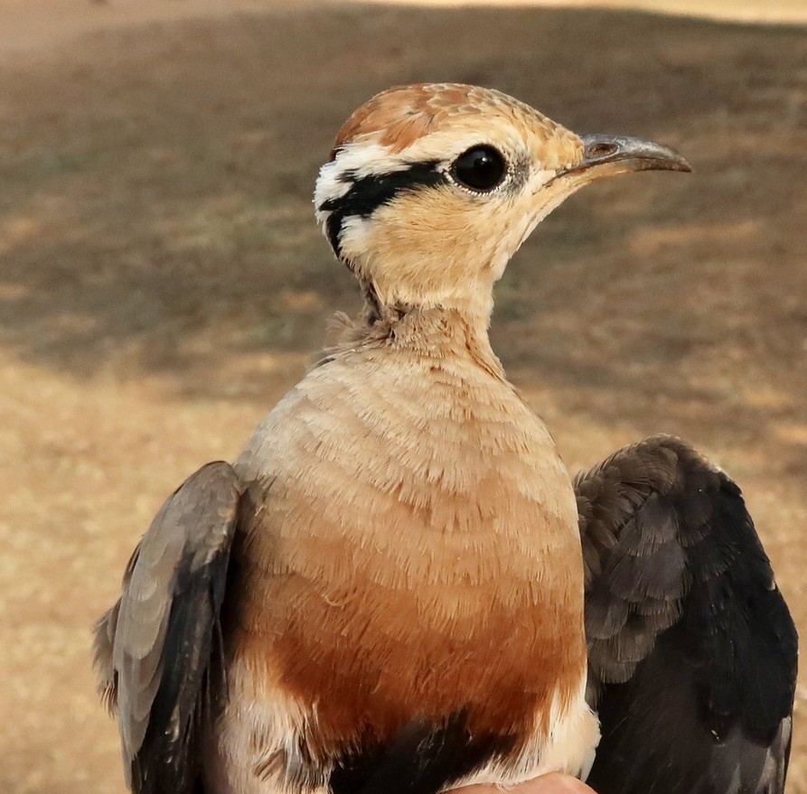 Temminck's Courser - ML616708390