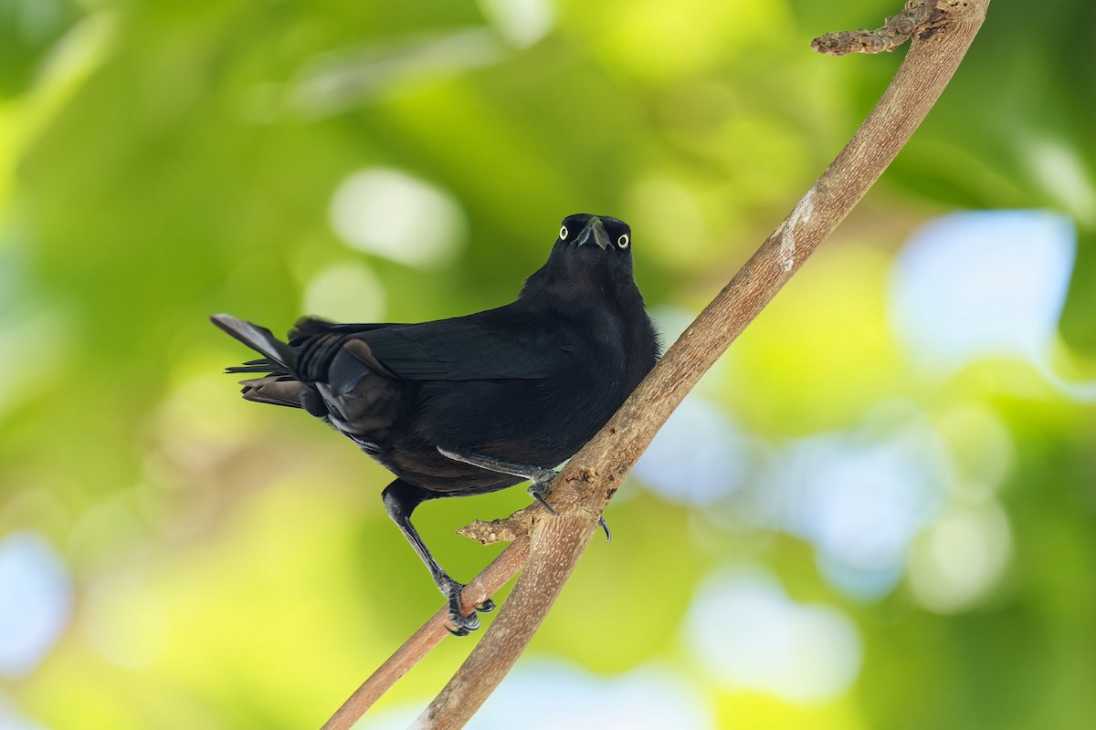 Carib Grackle - Holger Teichmann