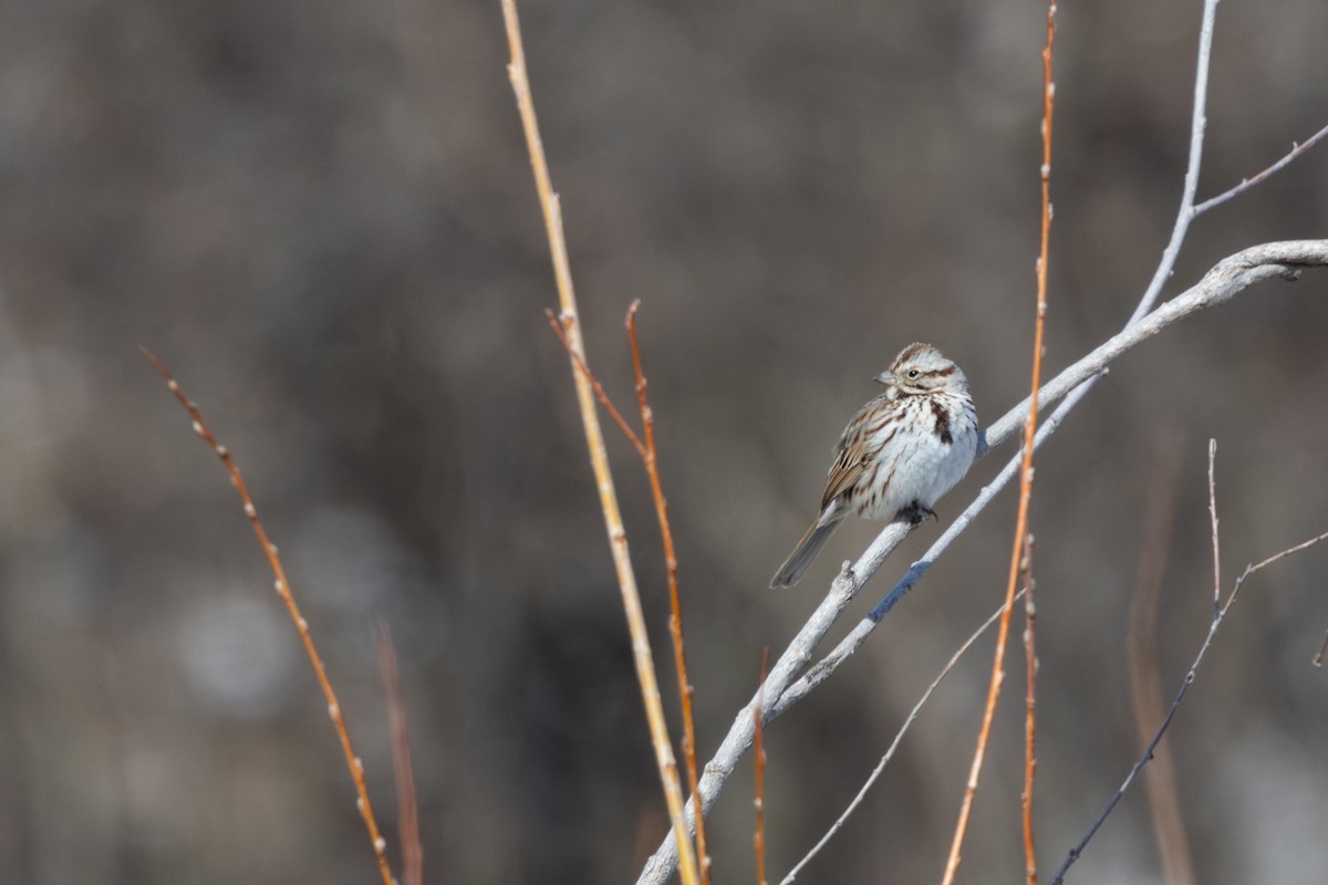 Song Sparrow - ML616708398