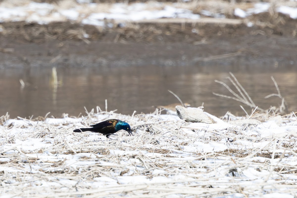 Common Grackle - ML616708404