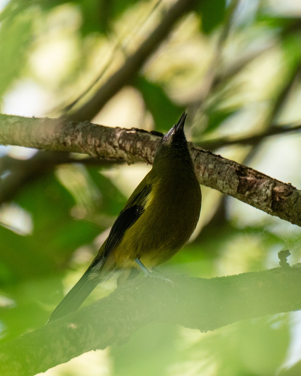 New Zealand Bellbird - ML616708464