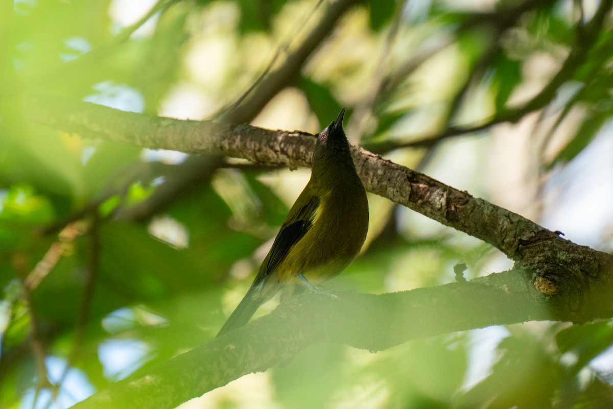 New Zealand Bellbird - ML616708466