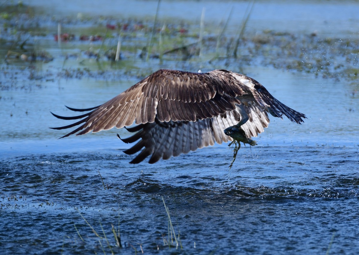 Osprey - Chaiby Leiman