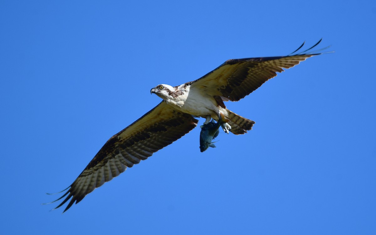 Osprey - ML616708469