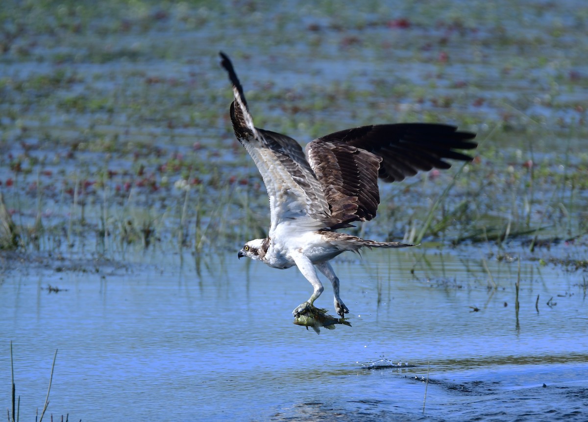 Osprey - ML616708471