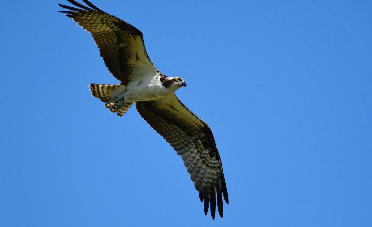 Osprey - ML616708472