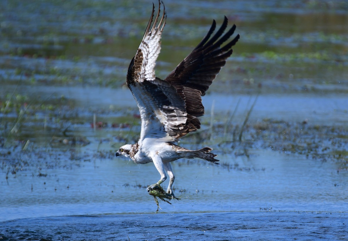 Osprey - ML616708474