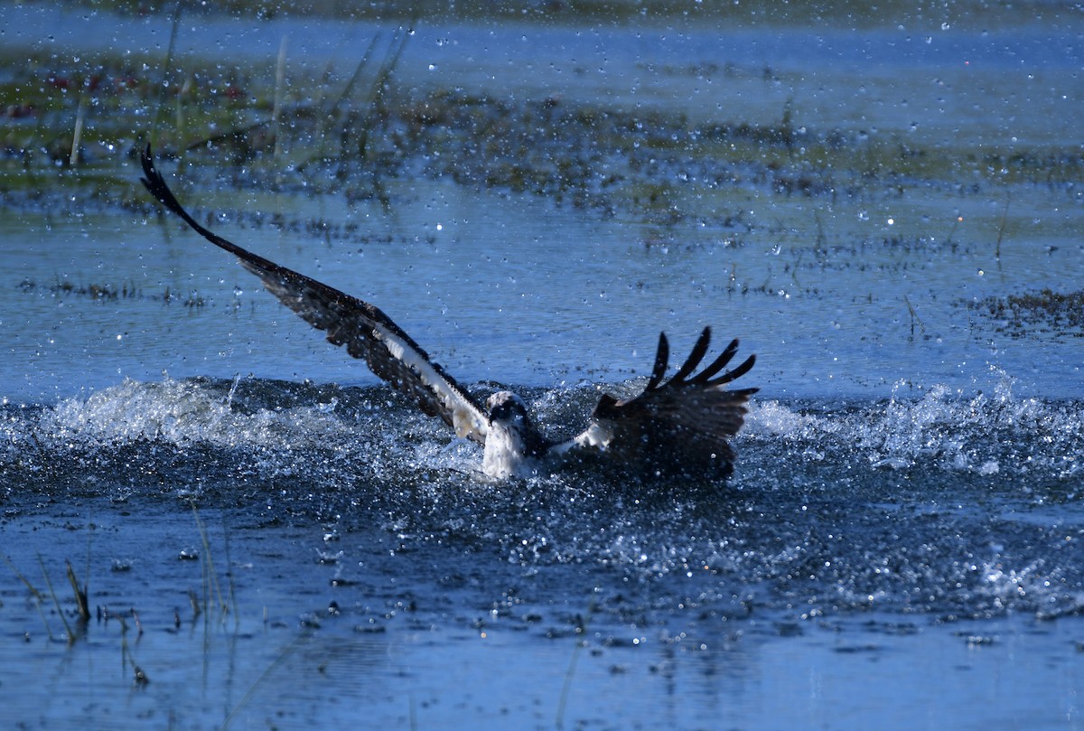 Osprey - ML616708475