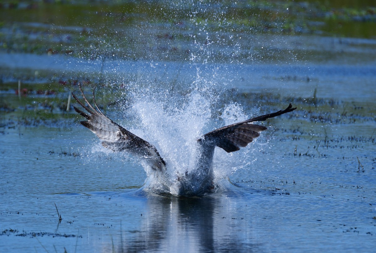 Osprey - ML616708476