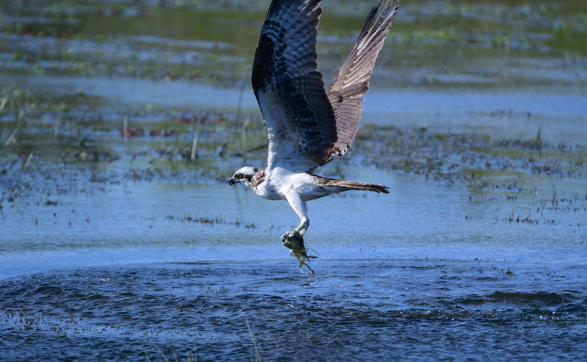 Osprey - ML616708477