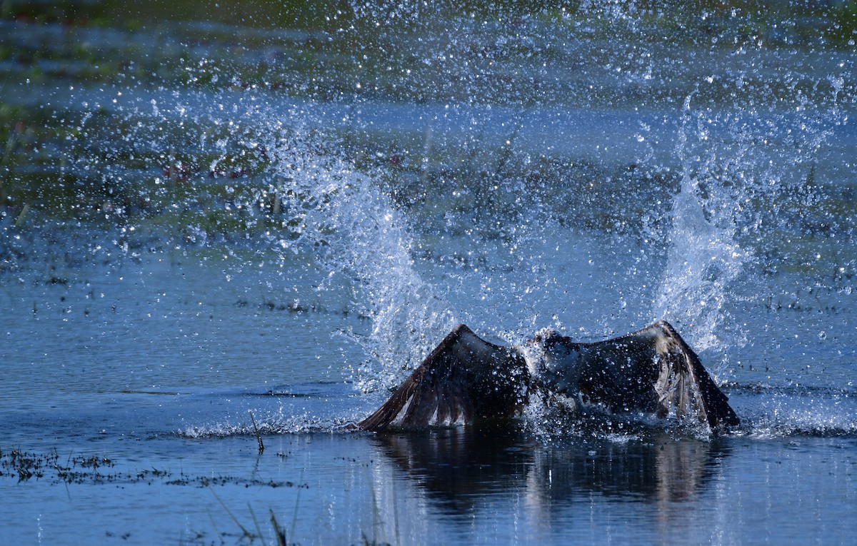 Osprey - Chaiby Leiman