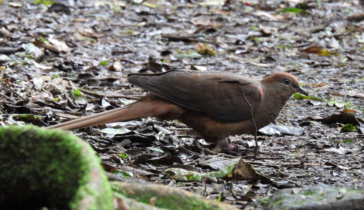 Brown Cuckoo-Dove - ML616708491